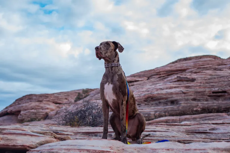 This great dane is loud and proud as he poses for his portrait at Red Rock Canyon in Las Vegas.